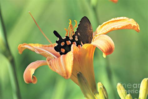Black Swallowtail In Orange Lily Photograph By Lila Fisher Wenzel