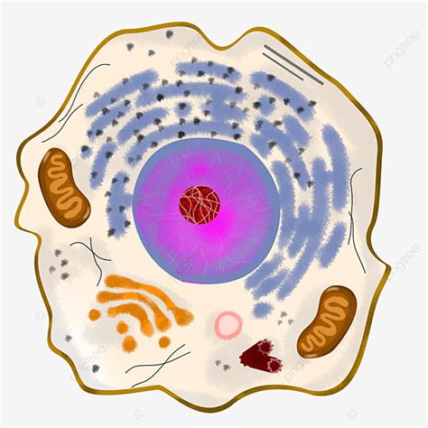 Section Hd Transparent Illustration Of Cell Section In Animal Cell