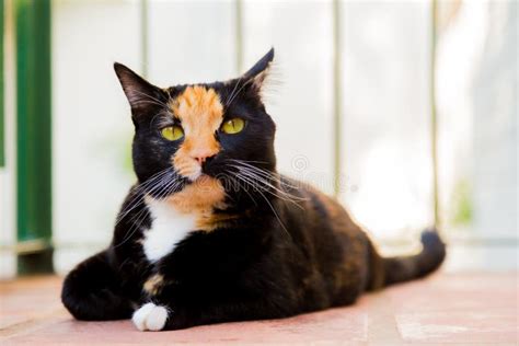 Beautiful Calico Tortoiseshell Tabby Cat Sitting On A Couch Stock Image
