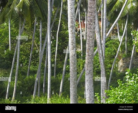 Coconut Palms At Kovalam Beach Trivandrum Kerala India Stock Photo