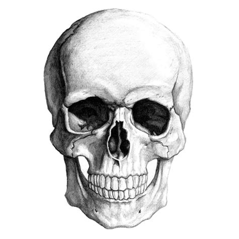 Skull Face Drawing Easy How To Draw A Skull Drawing Skulls