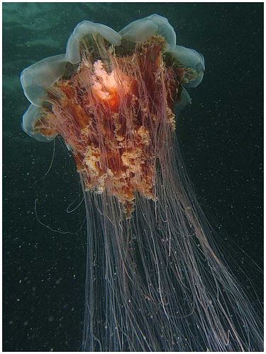 They can be found in the cold area such as the arctic and northern pacific oceans. Globs of jellyfish equals stings aplenty! | A Schooner of ...