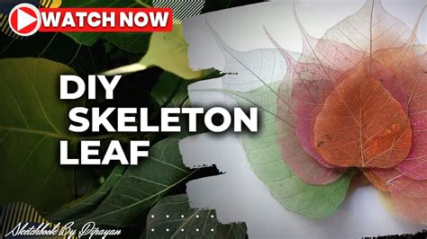 How To Make Skeleton Leaf Diy Skeleton Leaves Easy Step By Step