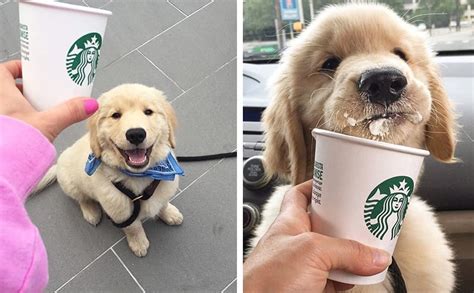 10 Reasons Why Were Obsessed This Starbucks Loving Golden