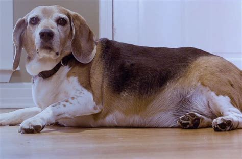 This Obese Beagle Will Do Anything For Beef Jerky Huffpost Entertainment