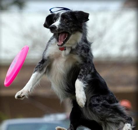 Dogs Catching Frisbees Animals