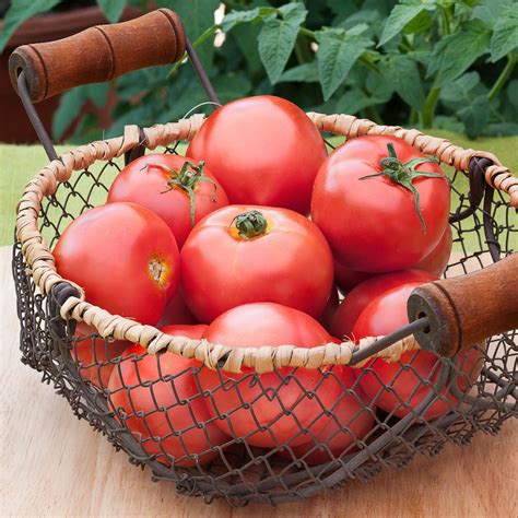 Early Girl Tomato 2 Pack Bonnie Plants