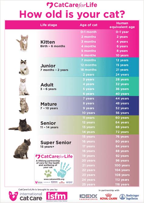 Idade De Gato Para Humano Tabela