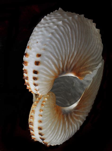 Paper Nautilus Reflected My Cousin Found This Beautiful Sh Flickr