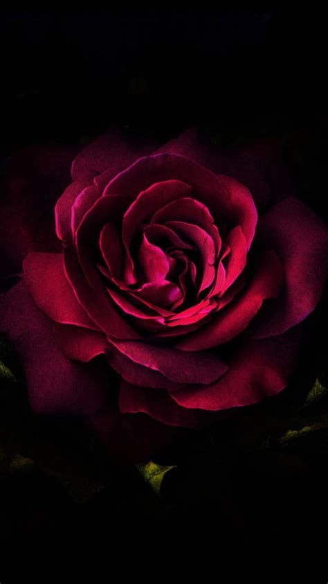 Ilove The Darkness Of This Rose The Red The Passion
