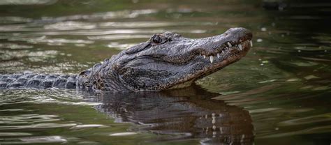 Alligator Vs Crocodile Whats The Difference