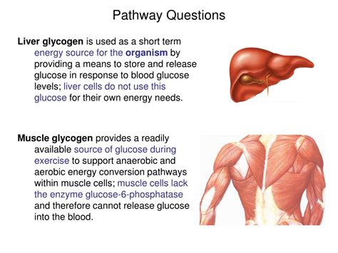 Ppt Carbohydrate Metabolism 2 Glycogen Degradation Glycogen