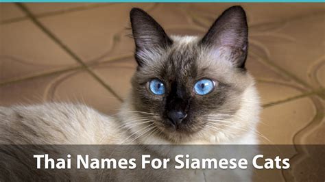 Top 120 Siamese Cat Names