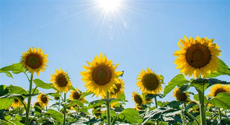Guide To Sunflower Fields In Kansas City