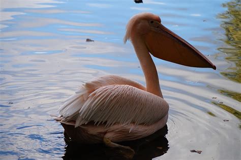 Water Pink Pelican Pelicans Pink Big Bill Pelican 20 Inch By 30 Inch