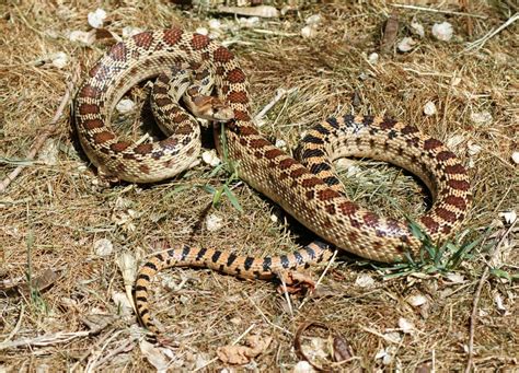 Gopher snake comparison how tell difference between gopher snake rattlesnake gopher snake and rattlesnake in same area. This really big Gopher Snake emerges early | Lifestyle ...