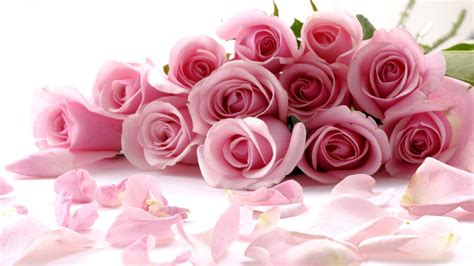🥇 Flowers Pink Roses White Background Wallpaper 140012