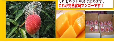 Also known as an 'egg of the sun', last year, the miyazaki mangoes sold at ₹2.70 lakh per kilogram in the. giftpark | Rakuten Global Market: Egg of the solar egg 2L ...