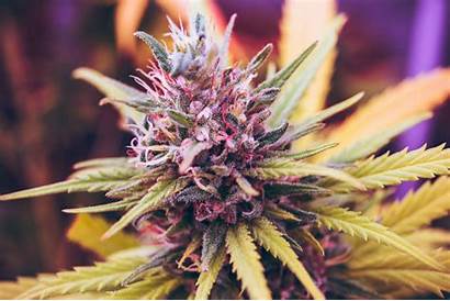 Marijuana Cycle Growth Flowering Stages Vegetation Germination