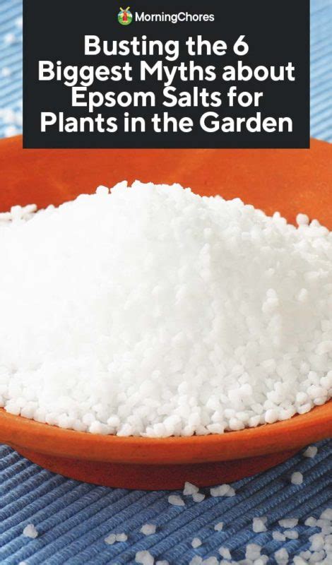 Busting The 6 Biggest Myths About Epsom Salts For Plants In The Garden