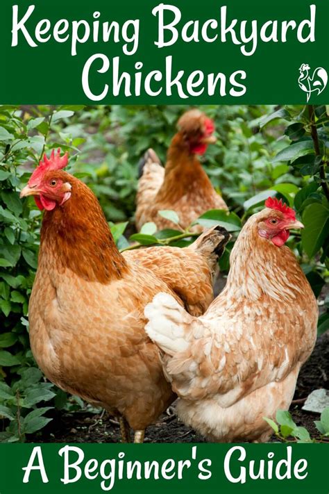 How To Raise Chickens A Beginners Guide In 2020 Raising Backyard