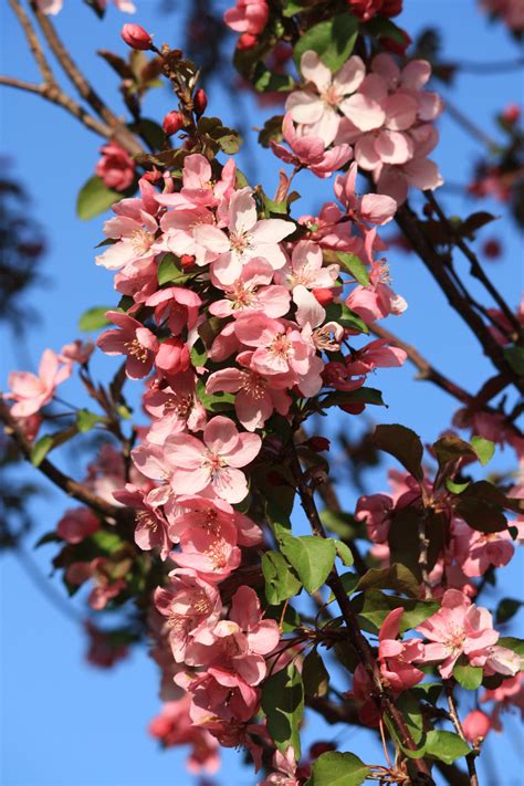 Branch Covered With Pink Crabapple Blossoms Picture Free Photograph