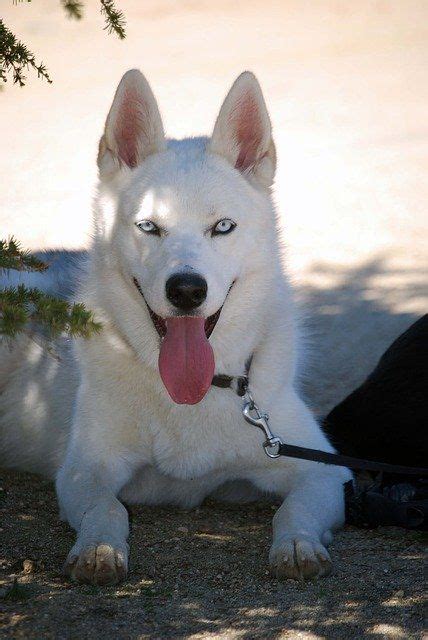 Free Image On Pixabay Siberian Husky Dog Dog Nordic In 2020 Dogs