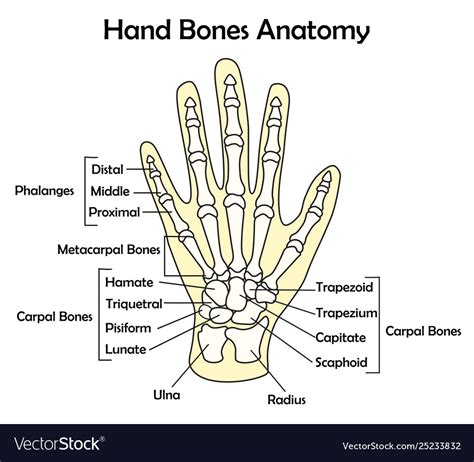 Hand Bone Anatomy With Detail Royalty Free Vector Image
