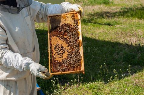 Beekeeper Working Collect Honey Beekeeping Concept Stock Image Image