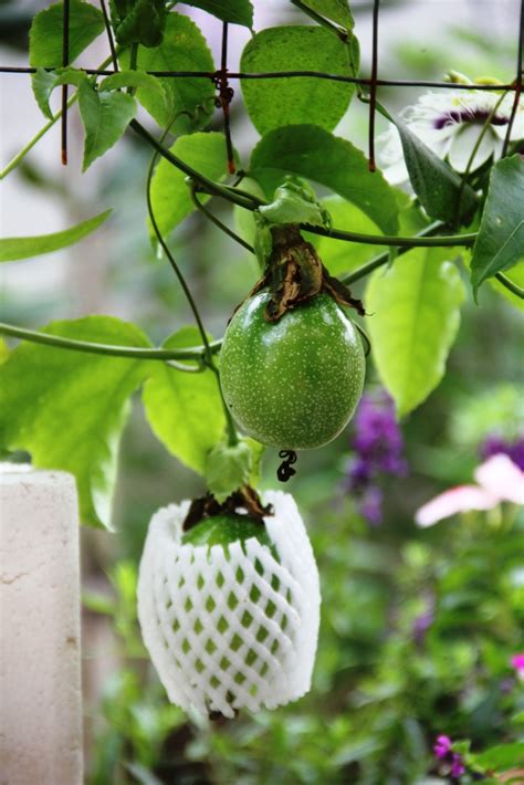 On The Green Side Of Life Growing Passion Fruit