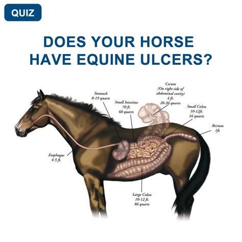 Do You Know What Your Horses Risk Of Developing Ulcers Is Take This