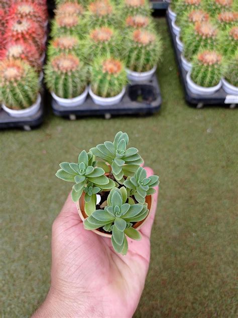 Coleus Coerulescens Small Succulent Plant —