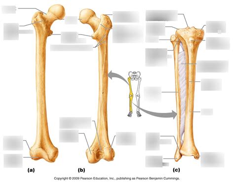 Bones Of Right Leg Diagram Quizlet