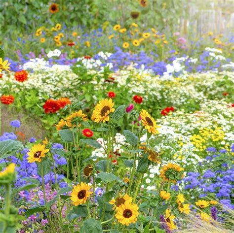 30 Flowers That Bloom In Summer Annuals And Perennials For Late Summer