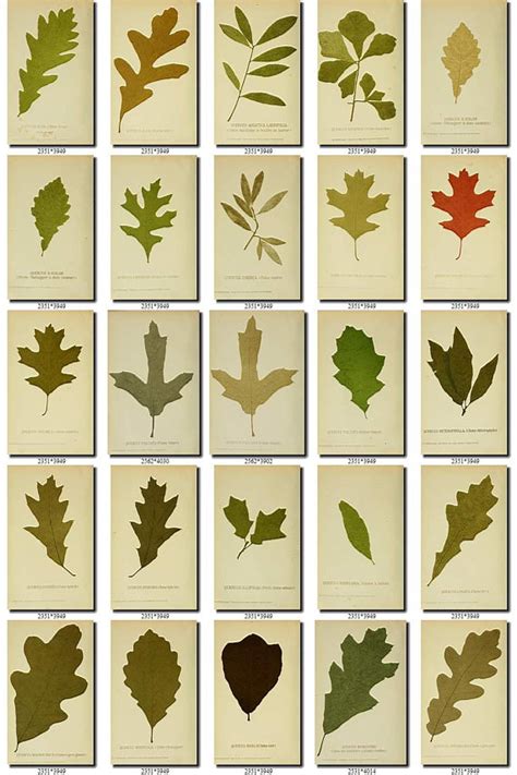 Oak Species Oak Leaf Identification Chart