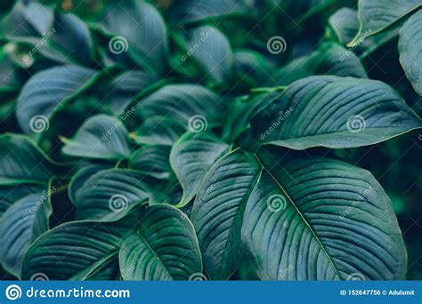 Tropical Leaf Abstract Green Texture Nature Background Green Leaves