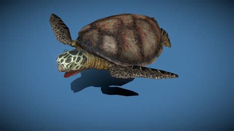 Sea Turtle Low Poly D Models Sketchfab