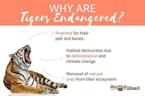 Why Are Bengal Tigers Endangered Reasons They Are Threatened With