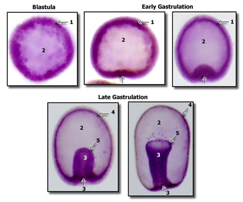 Solved 1 These Images Show A Starfish Embryo As A Blastula And Then