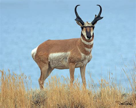 Pronghorn Photograph By David Salter