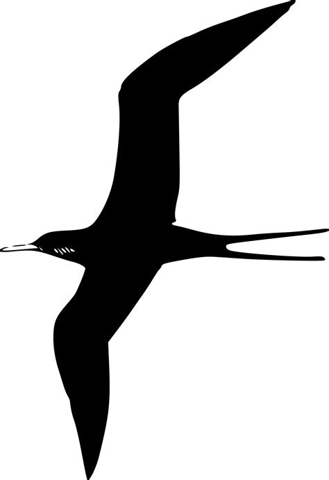Pelican Clipart Seagull Pelican Seagull Transparent Free For Download