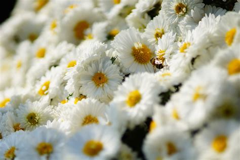 Flores Blancas