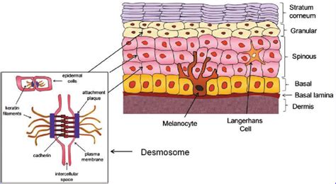 Skin Structure And Function The Human Epidermis Evolves During