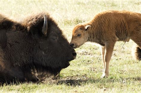 National Bison Day Provides A Chance To Connect With An American Icon