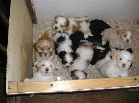 Puppy pop in mesa, az open now. Lhasa Apso Puppies FOR SALE ADOPTION from Kane Pennsylvania Allegheny @ Adpost.com Classifieds ...