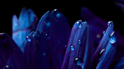 Blue Flower 4k Wallpaper Petals Macro Vivid Close Up Dew Drops