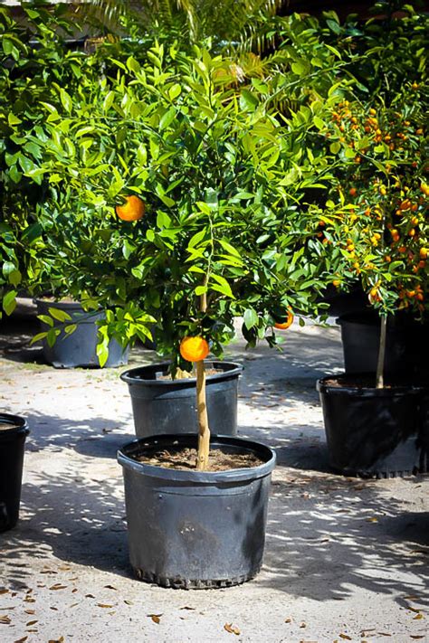 We did not find results for: Okitsu Satsuma Mandarin Tree For Sale Online | The Tree Center