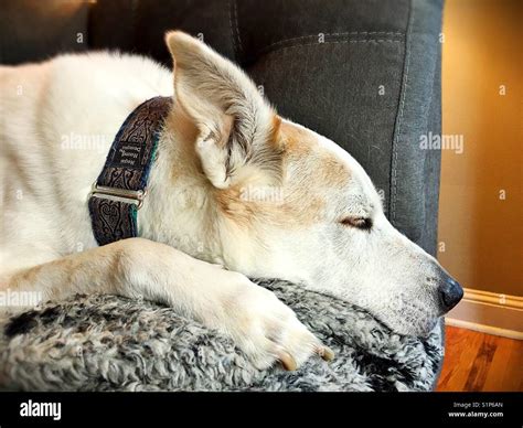 A White Dog Sleeping On A Sofa Stock Photo Alamy