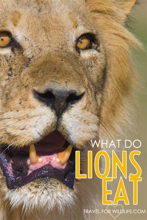 See what the stars eat in a day. What Do Lions Eat? Lions Diet, Video, & Photos - Travel ...