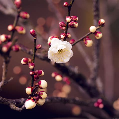 Spring Nature Flower Bud Tree Twigs Ipad Air Wallpaper Download